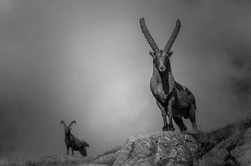 Alpine Ibex - mountain animals in the French Alps