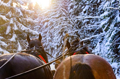 Winter horse rides in Peisey Vallandry