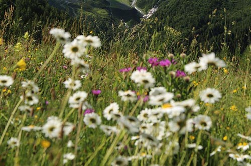 Mountain flowers in summer in Peisey-Vallandry, France