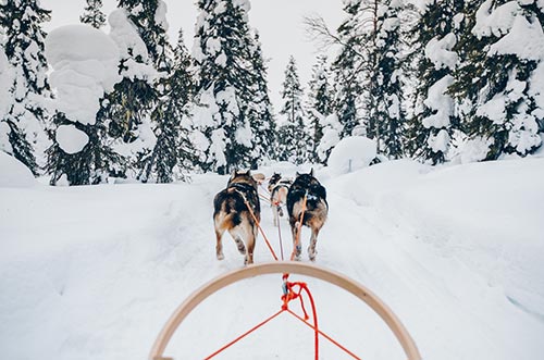 Winter dog sleigh rides