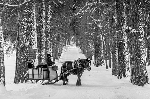 Horse and sleigh Peisey-Vallandry